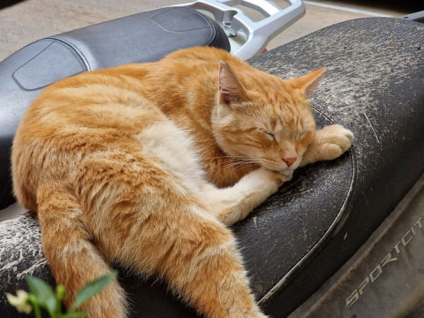 An orange colored cat sleeping on a motorcycle seat.