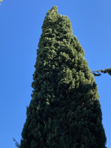 Imposing cypress as seen from below on a very blue bottomless sky