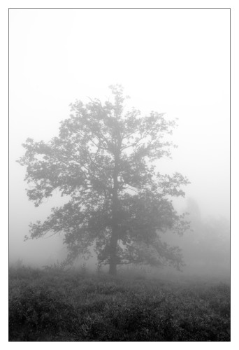 Black and white photo of a standalone tree in the foggy morning.