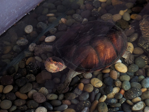 A turtle with a round, dark shell under the water, poking his pink nose and white lips out.