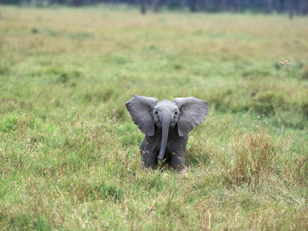 Photo of a baby elephant alone in a field of grass looking directly at the camera.