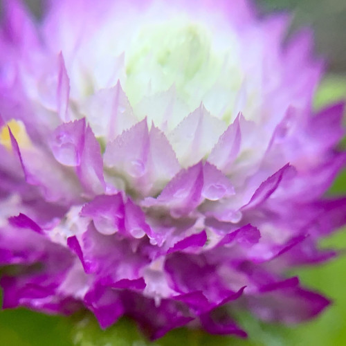 A close-up pic of a ￼Gomphrena flower. The perspective is from the side of the flower. It looks similar to clover in structure but the tiny petals are flat like an artichoke. The petals are soft and translucent. Towards the center, the petals are white. As they unfold towards the bass/outer petals become increasingly magenta. There are small tubes to suck up nectar. Most of them are white but one, out of focus on the left is yellow. 