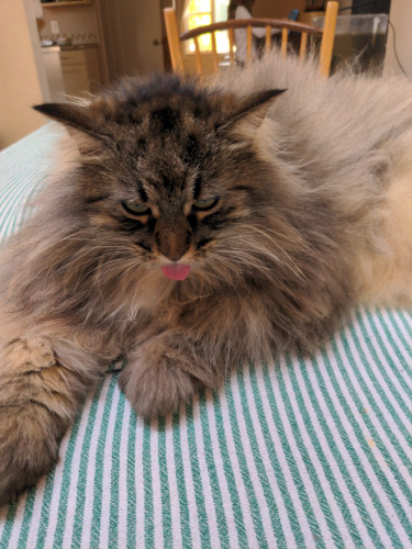 Fluffy cat with his tounge out. 