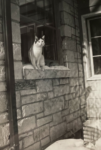 Black and white photo of a shorthaired white cat with black patches on its head, sitting uncomfortably on a snowy windowsill in a stone building. A little detail that I love in this is that you can see a perfect profile silhouette shadow of its face on an adjoining wall to the lower right.