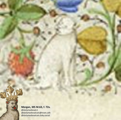 Picture from a medieval manuscript: A white cat next to a red berry in the wilderness