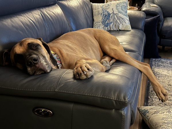 A large tan and black dog sprawls on a blue couch. His head rests on the arm of the sofa.  One hind leg hangs off over the floor. A throw pillow lays on the floor below the dangling paw. 