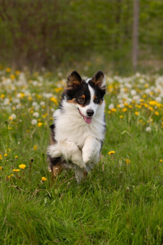 A young Australian shepherd running over a spring meadow with lush grass and dandelions.