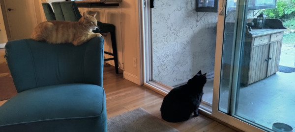 An orange cat sitting on the back of a blue chair and a black cat sitting on the floor. They're both bird watching.