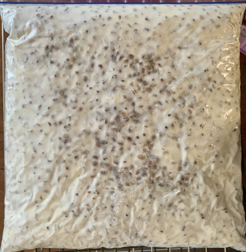 A plastic bag lying flat holding a white mass with scattered black dots where the chickpeas or barley show through the mycelium of the tempeh.
