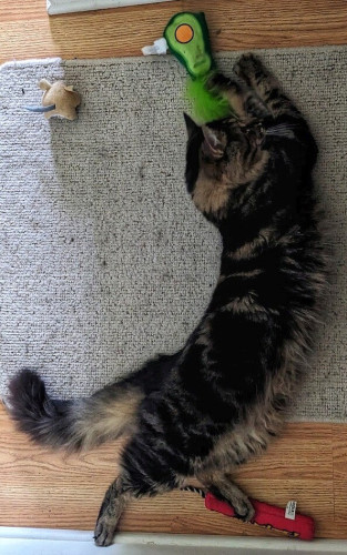 A tabby with tan, beige, brown and black fur lies across the width of the hallway. The carpet is beige over a laminate floor. Assorted cat toys include a mouse, an avocado and stick of dynamite (catnip).