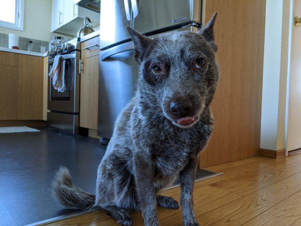 Cattle dog mix sitting in the kitchen entry way with a blep