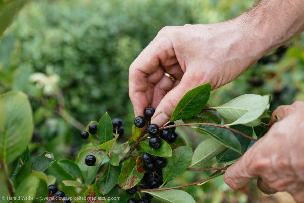 Man picking ripe aronia berries