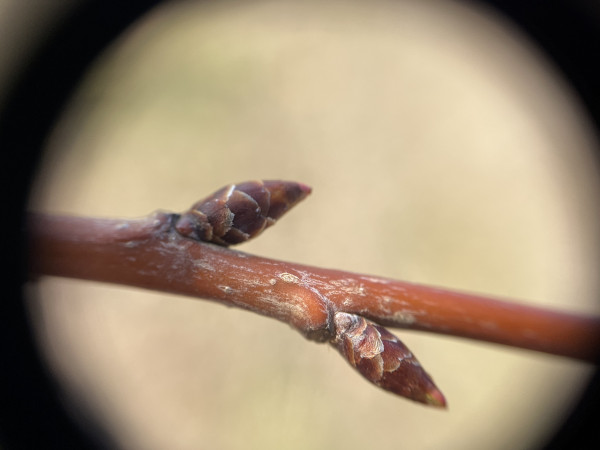10x magnification photo of a cherry branch that has lost its leaves for the coming winter. Two buds are visible, but only one is in good focus. The buds are somewhat shaped like a narrow American football.