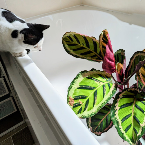 A calethea plant is in a white bathtub, one of its leaves is damaged with brown teeth marks. A small white and black cat  sits on the edge of the bath tub looking down at the leaves. 