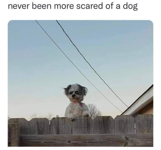 A picture of a scary dog on top of a fence, with the text Ive never been more scarde of a dog