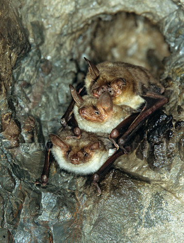 Photograph of three bats of the species Myotis myotis cuddling on top of each other in a stone cave in Greece.