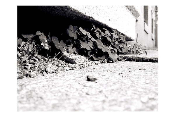 Foto von Rotem Klee der unter einer Treppenstufe hervor wächst.
Das Foto ist in Schwarz-Weiß und mit Kontrasten, Helligkeit und Belichtung bearbeitet.