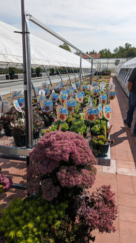A very long table running between two greenhouses.  The closer plants are all different types of succulents.