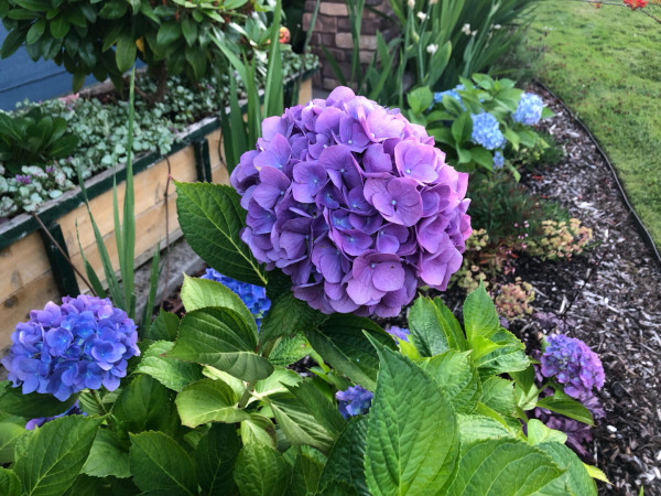 Hydrangeas, both blue and purple.