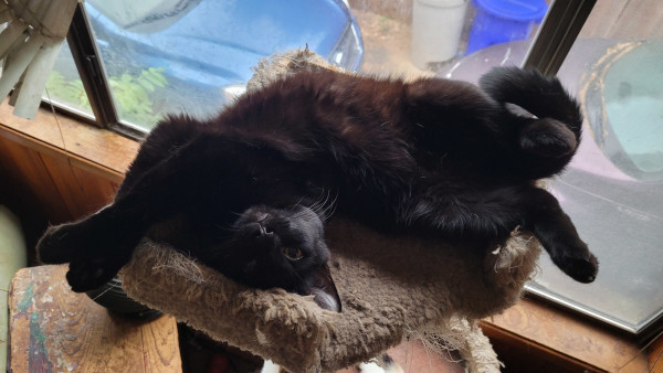 A black cat sort of upside down on the top of a cat tower.