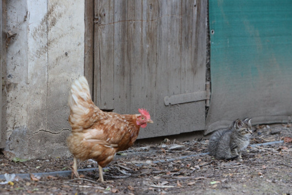 chicken hen coming closer from behind, where two little kitten are sitting, looking forward