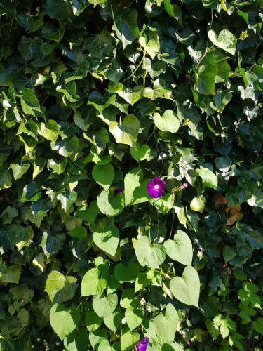 A morning glory with two dark purple flowers is seen interweaving an old ivy. The sun is shining.