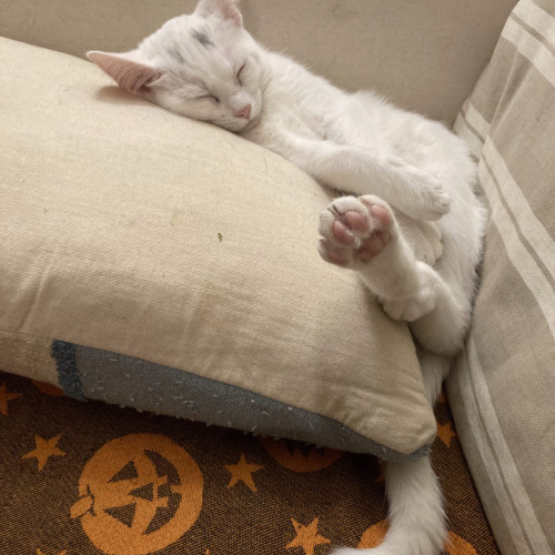 White kitten sleeps on pillow; she has sled mostly into crevis between pillow and couch. hew toes are close to the camera with her foot sticking out...