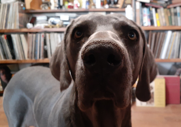 Photo of a large grey Weimaraner dog named George. He looks at the holder of the camera as though that person might have a treat. In the blurry background are shelves of disorganized vinyl records.