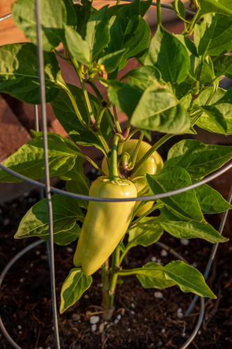 Image of two developing sweet pepper. The peppers are light green at this stage and surrounded by darker green foliage.