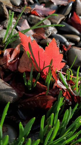 Red scarlet maple, back lit by sun wedged in emerging shoots green  grape hyacinth leaves. Pebbles in background.
