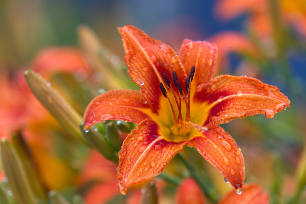 Orange daylily covered in raindrops