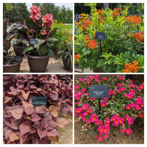 Collage of 4 photographs of plants in fairly normal size pots.  Upper left: large bronze-green leaves with large coral pink flowers. Upper right: front light green foliage with bright orange flowers. Lower left: red-bronze leafy vining sweet potato. Lower right: low growing plant with bright pink flowers with yellow center.