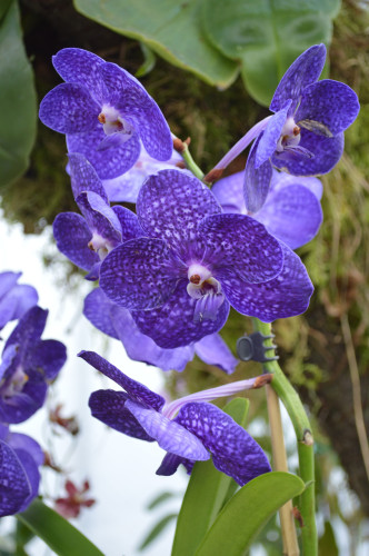 mehrere Orchideenblüten in kräftigem violett mit kleine weißen Sprenkeln 