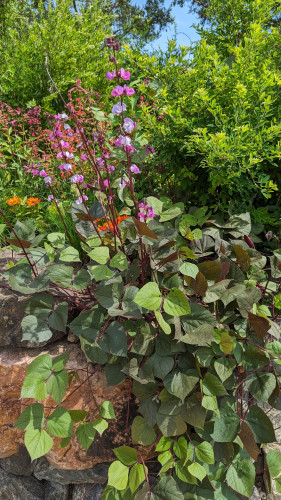 A viney plant with light and dark green leaves draping over a stone retaining wall. The flowers are on stalks that raise above the greenery with light lavender and pink flowers.