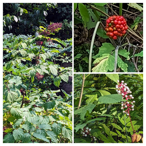Collage of 3 photographs. The tall picture on the left is a tall bushy plant with dark purple berries.  The top right are bright red jack-in-the-pulpit berries and the lower right are white baneberries on red stalks 