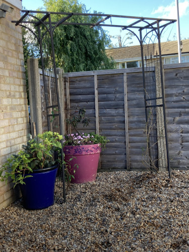 Outside on sunny day. A black metal arch trellis cuts across a gravel area from a brick garage to a wooden panelled fence. New climbers planted on the inside of the trellis legs. A large blue pot sits between its left leg & the garage. There a 4 o'clock gone to seed & a small blue spruce in this pot. Behind the trellis & next to the fence, a large pink pot with stencilling around the top edge. There's a crooked cherry tree growing in it with pink clematis blooming in its soil.