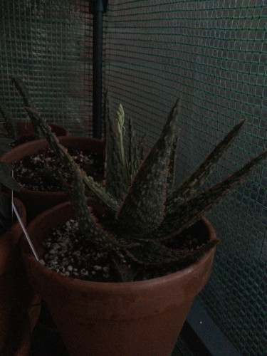 An Aloe zebrina plant in a terracotta pot. 