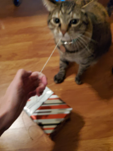 a blurry photo of a cat biting a ribbon on  a wrapped gift