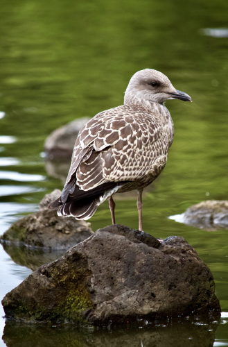 Juvenile gull sitting on a small rock surrounded by water with a few other rocks around it. Viewed from behind with its head facing right, we see the pattern of its plumage; brown feathers with white edges