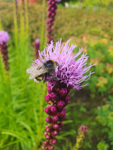 Purple flower Liatris spicata and honeybee 
