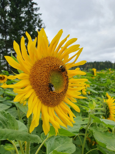 A big yellow sunflower and two honeybees on it. Photo taken in a sunflower field, a cloydy sky and pine trees in the backround.
