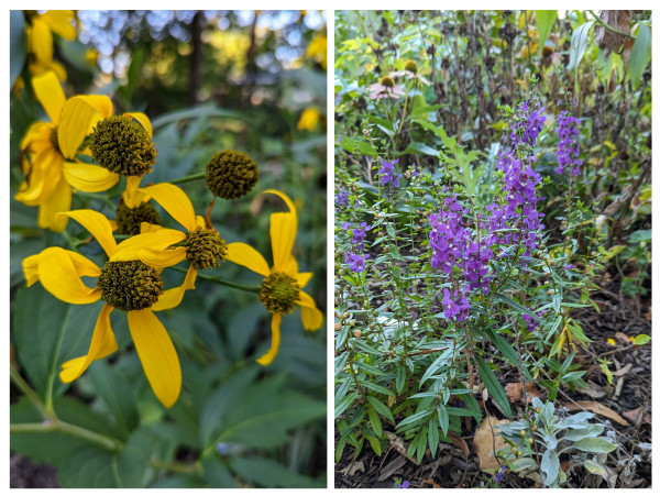 Some of the last few rudbeckia flowers hanging on into the Autumn.  A short salvia that has been blooming all summer.