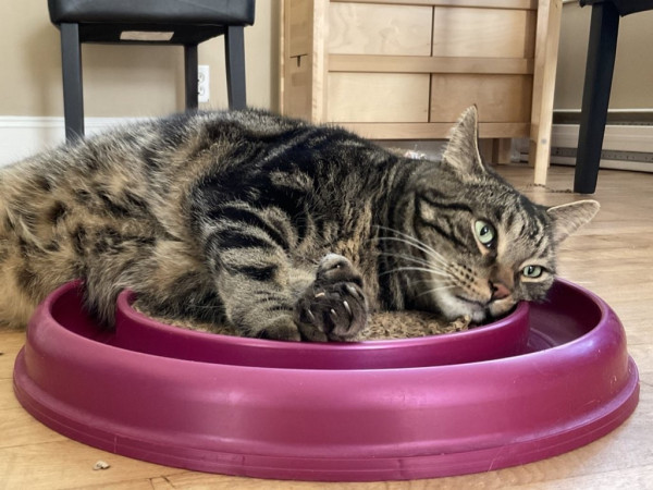 A handsome tabby lays flumped on his ball roller toy, looking dejected 