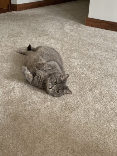 My grey cat lays on beige carpeting.  She is rather round. 