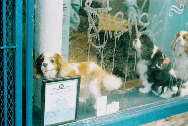 a Cavalier King Charles Spaniel in the window of a dog groomer smiling, with two other cavaliers in the background