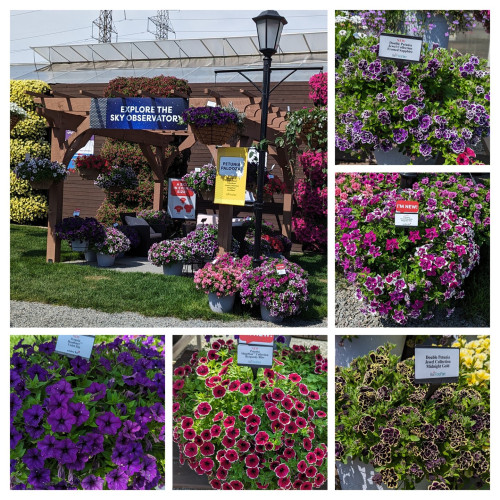 A collage of 6 photos featuring petunias.  The large picture is one of several displays. This one has a pergola with both hanging and potted petunias in it.  Behind it are "walls" of solid color petunias. Yellow on the left and pink jacket st barely in view on the right.

The 5 small photos are close ups of 5 different varieties.