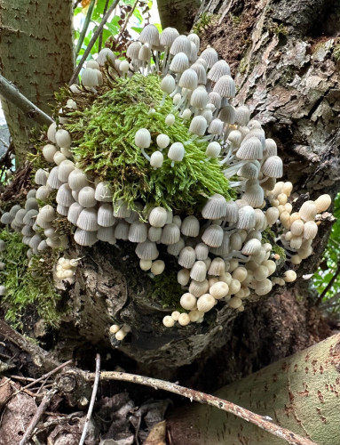Pilze und Moss an einem Baumstamm

Mushrooms and moss on a tree trunk