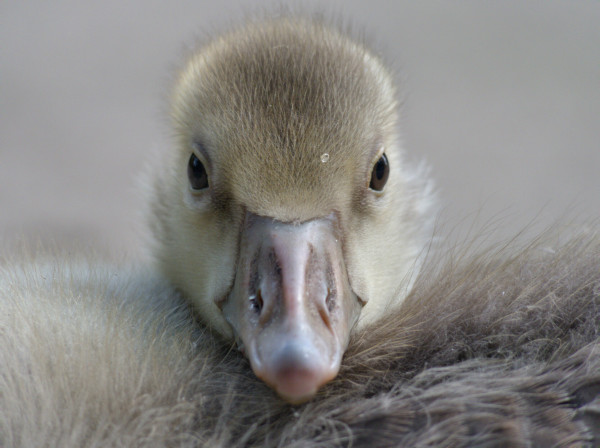 A closeup of a gosling's head, facing the camera