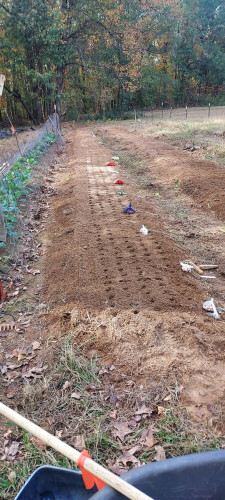 A garden bed, about 30 meters long, by 1 wide. It has 5 rows of holes punched from one end to the other; seed garlic sits next to it in primary colored mesh bags.

In the background is a forest in fall colors, to the left is a row of winter greens