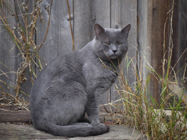 Jack sits on a wood step in the dry straggly weeds left from spring. He sits in profile, head turned towards me and eyes narrowed. He’s a beautiful grey shorthair with golden eyes and really doesn’t look like a stray at all, always looking dandy
